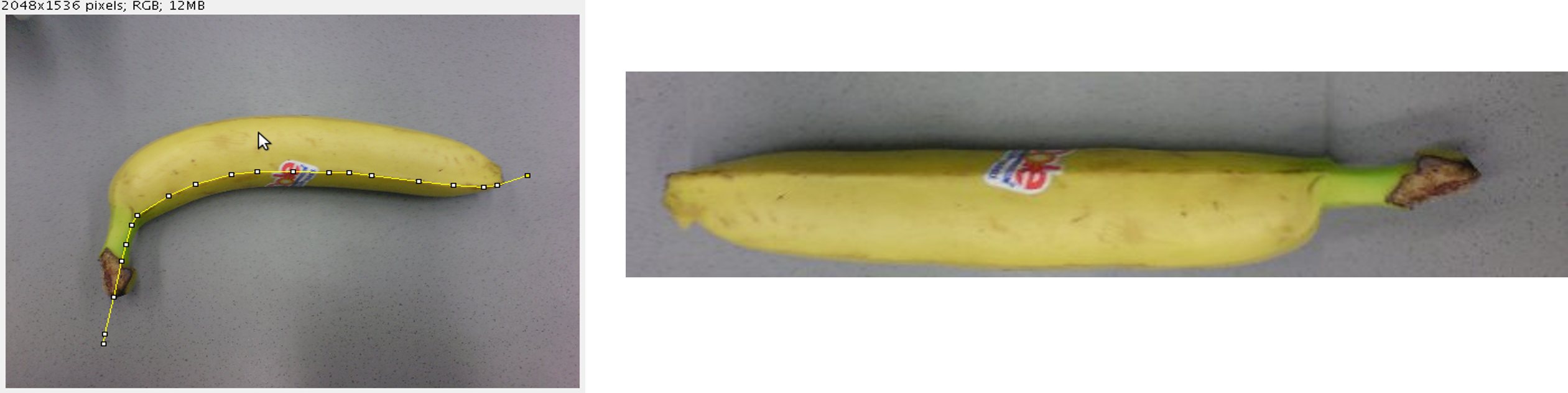 Banana for scale